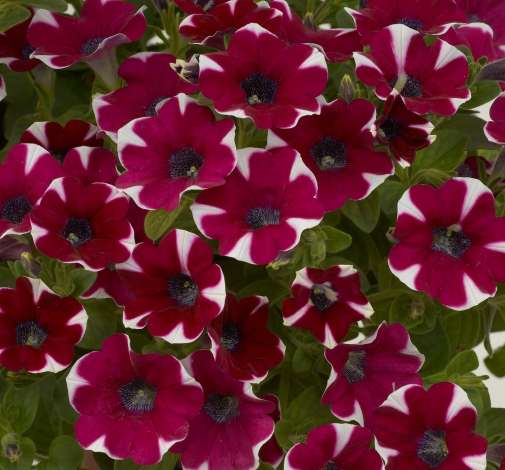 Cascadias™ Bicolor Cabernet