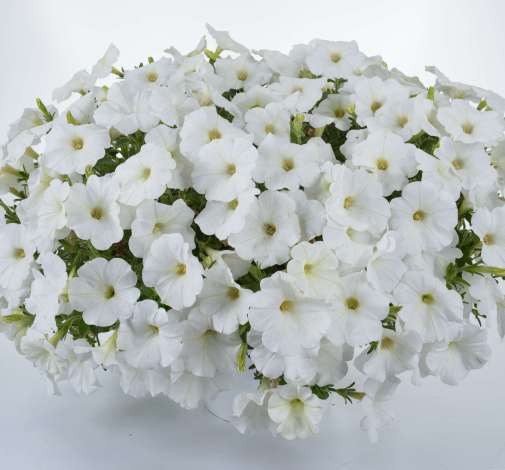 Cascadias™ Iceberg