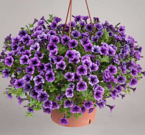 Littletunia® Blue Vein
