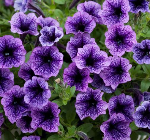 Littletunia® Blue Vein