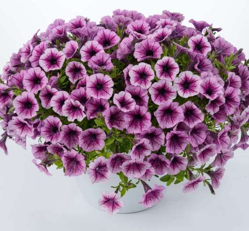 Littletunia® Pink Splash