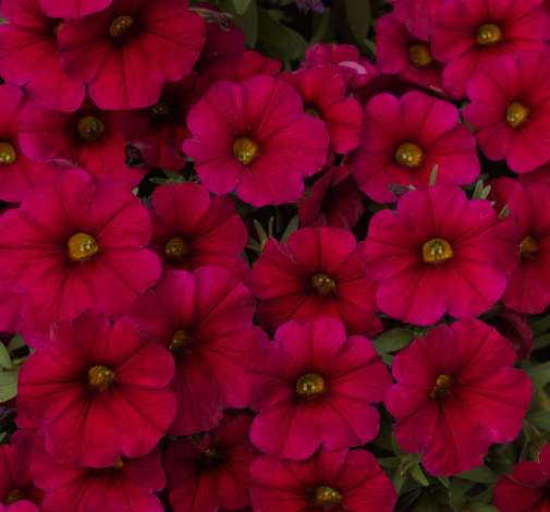 Supercal® Cherry Improved