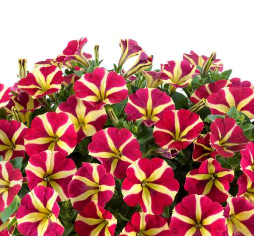 Amore® Queen of Hearts