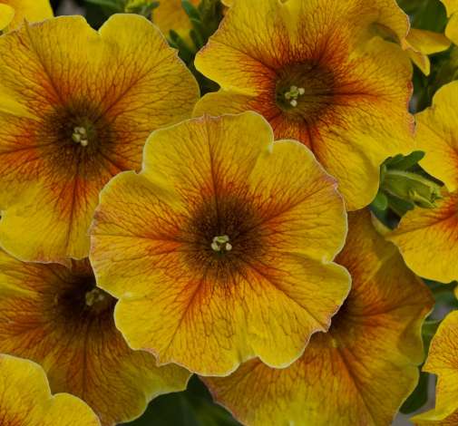 Supercal® Premium Caramel Yellow