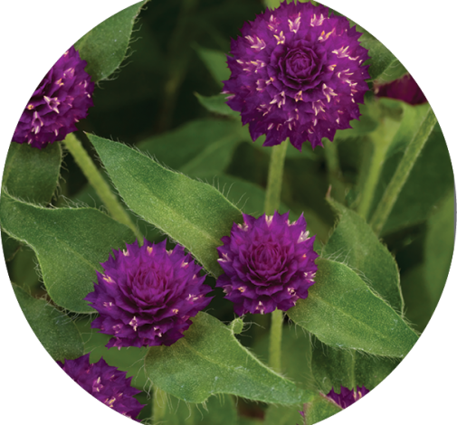 Pinball™ Purple