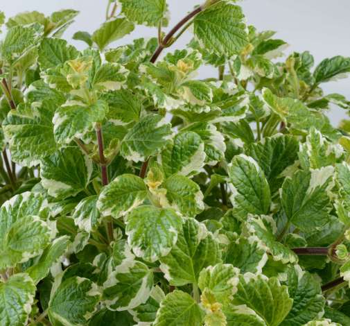 Variegata™