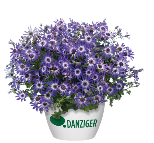 Primavera™ Blueberry