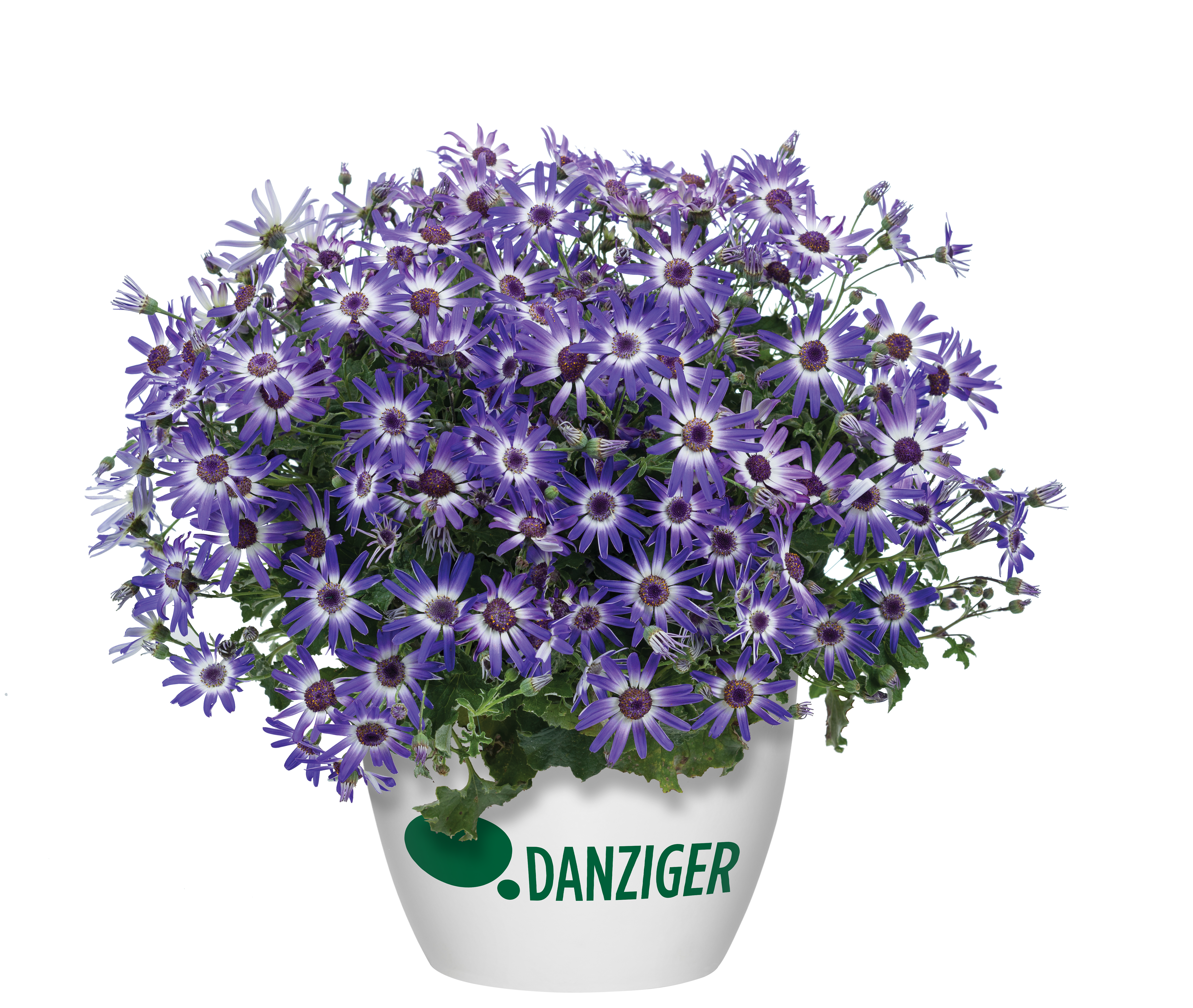 Primavera™ Blueberry