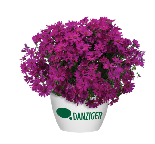Primavera™ Fuchsia