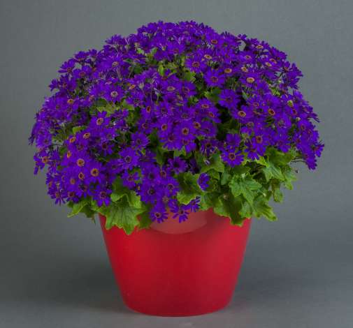 Primavera™ Navy Blue