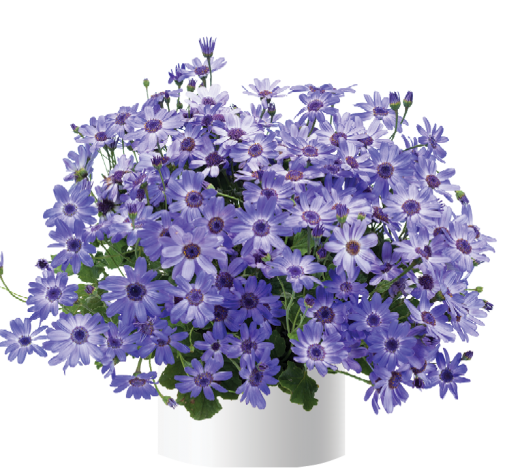 Primavera™ Denim