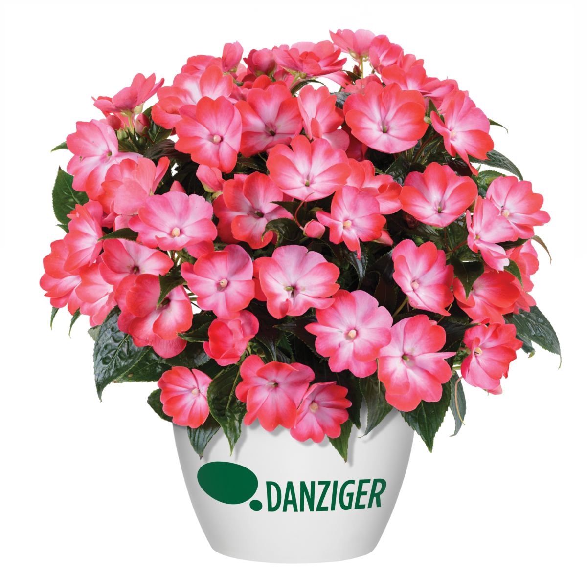 Hamony® Radiance™ Hot Pink