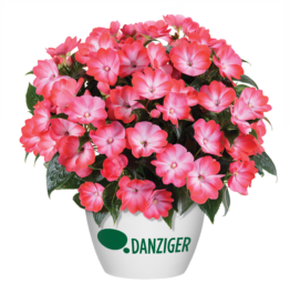 Hamony® Radiance™ Hot Pink