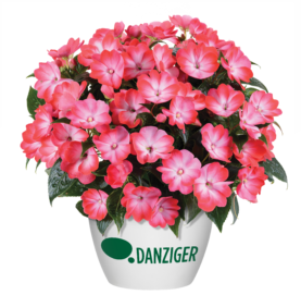 Hamony® Radiance™ Hot Pink