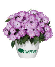 Harmony® Radiance™ Lilac