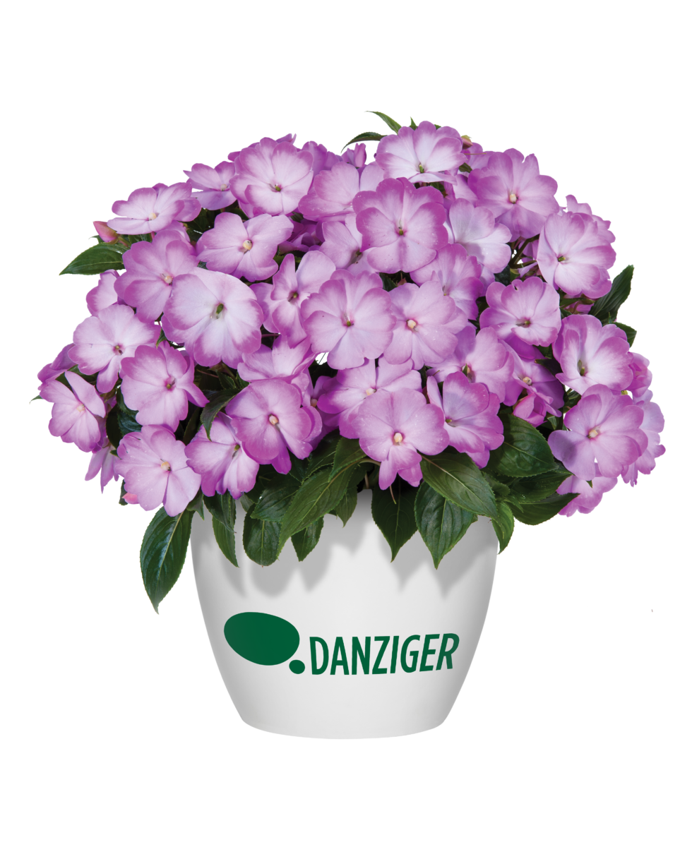Harmony® Radiance™ Lilac