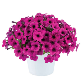 Fuchsia Ray™