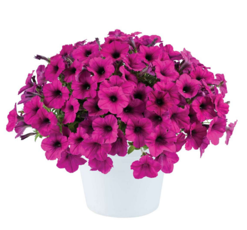 Fuchsia Ray™