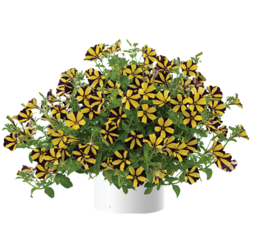 Sunflower Imp. Ray™