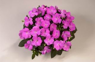 Harmony® Dark Lavender