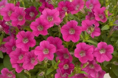 Littletunia® Rose