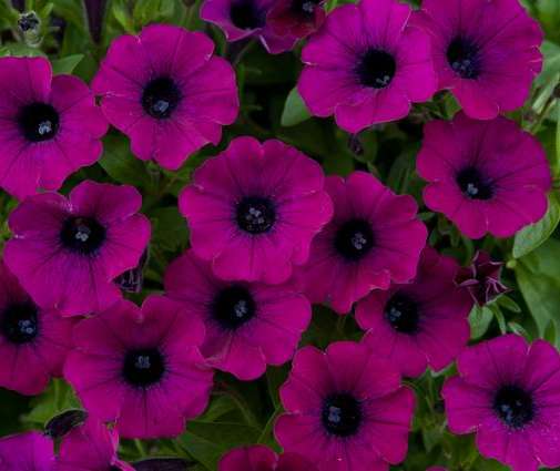 Littletunia® Shiraz