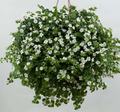 Scopia® Gulliver Dynamic White