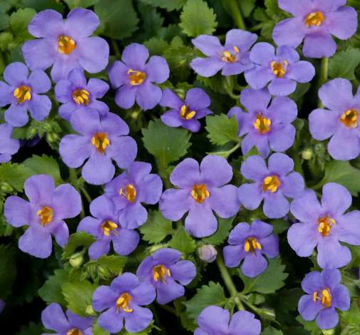 Scopia® Gulliver Blue