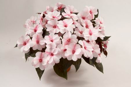 Harmony® Candy Cream