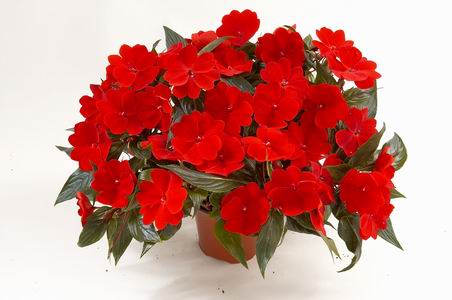 Harmony® Deep Red