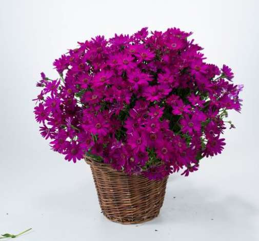 Primavera™ Fuchsia