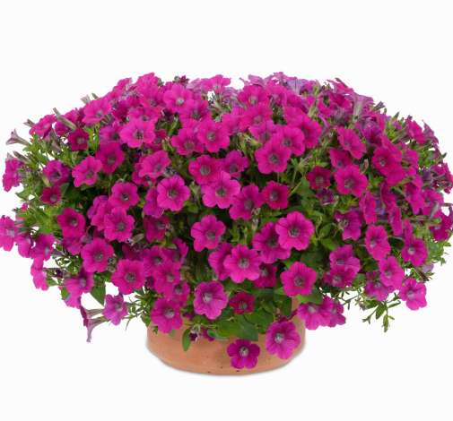 Littletunia® Rose