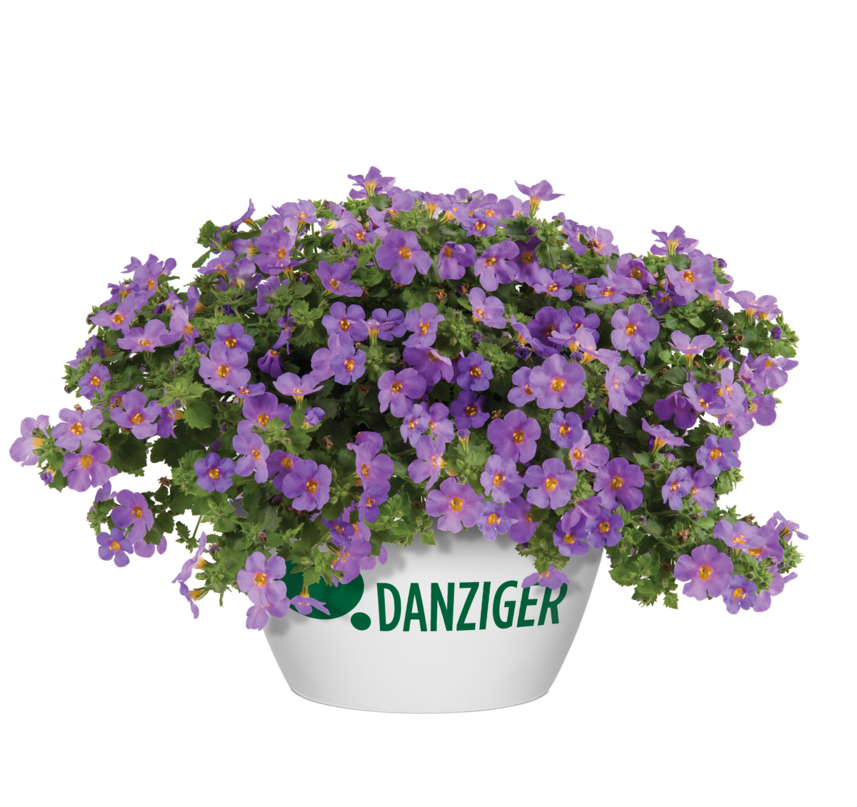 Scopia® Gulliver Compact Purple