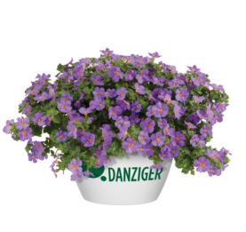 Scopia® Gulliver Compact Purple