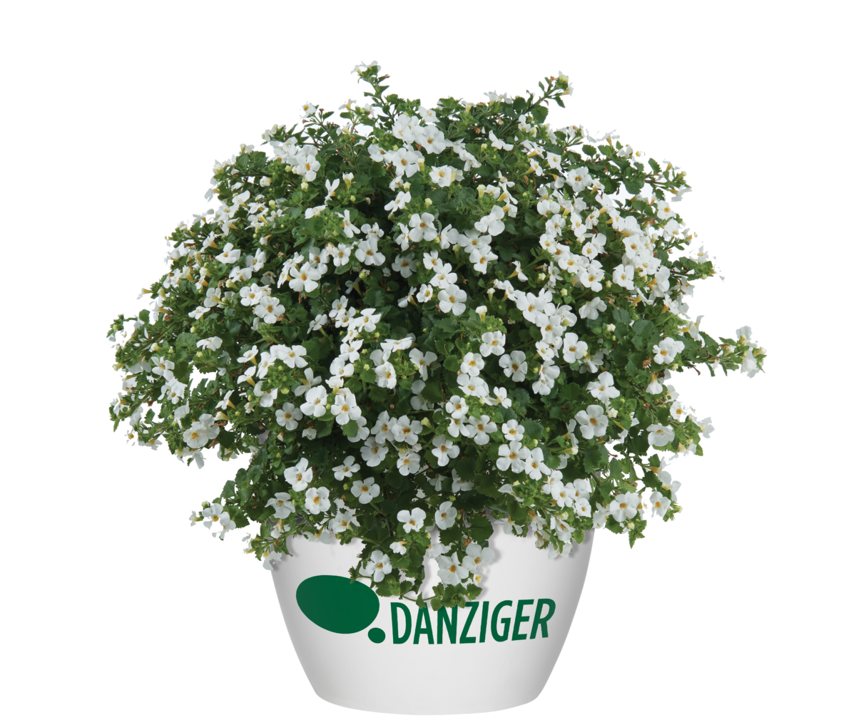 Scopia® Gulliver White Improved