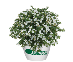 Scopia® Gulliver White Improved