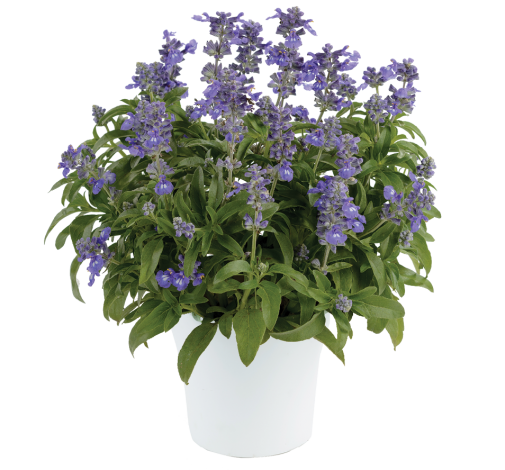 Sallyfun™ Bicolor Blue