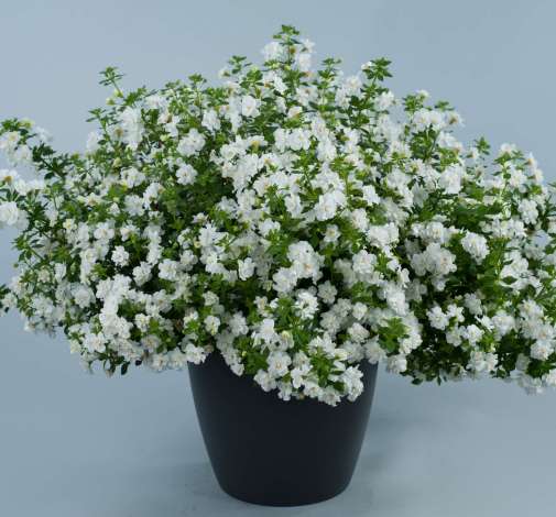 Scopia® Double Snowball