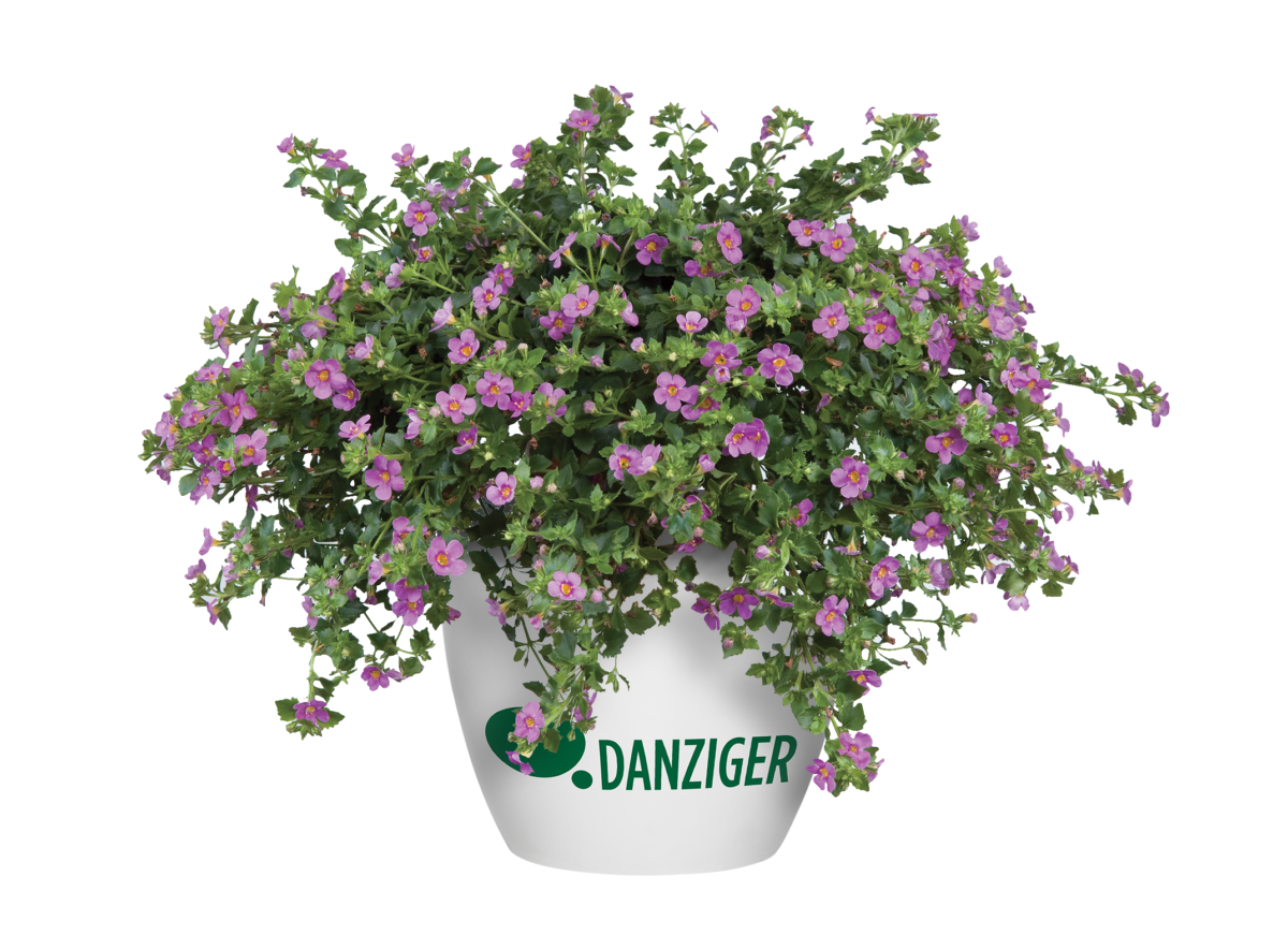 Scopia® Great Pink Beauty