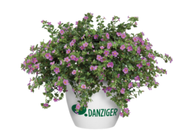 Scopia® Great Pink Beauty