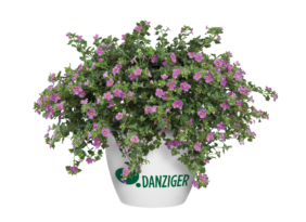 Scopia® Great Pink Beauty