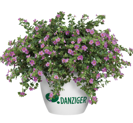 Scopia® Great Pink Beauty