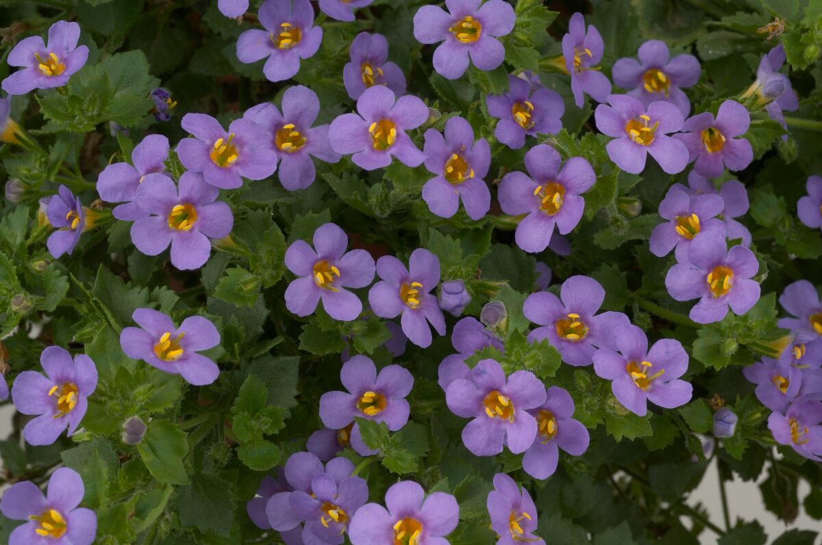 Scopia® Great Regal Blue