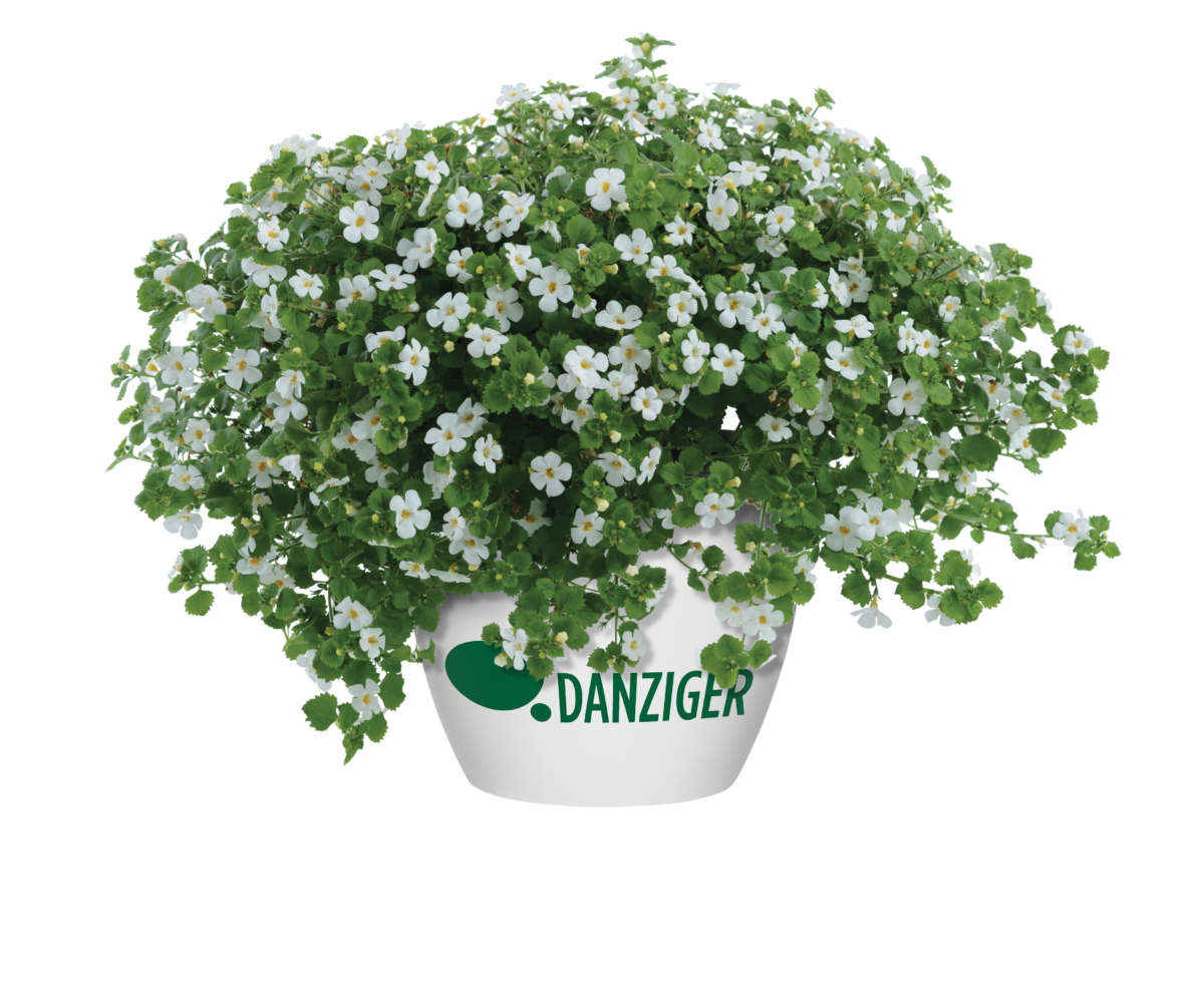 Scopia® Gulliver Dynamic White
