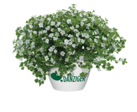 Scopia® Gulliver Dynamic White