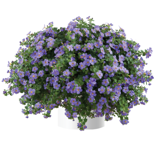 Scopia® Gulliver Blue