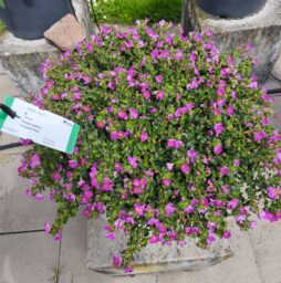 Scopia® Gulliver Pink