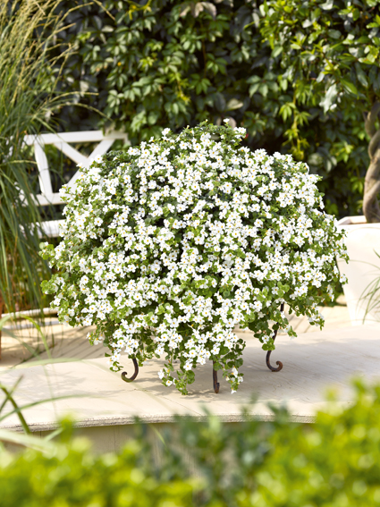 Scopia® Gulliver Dynamic White