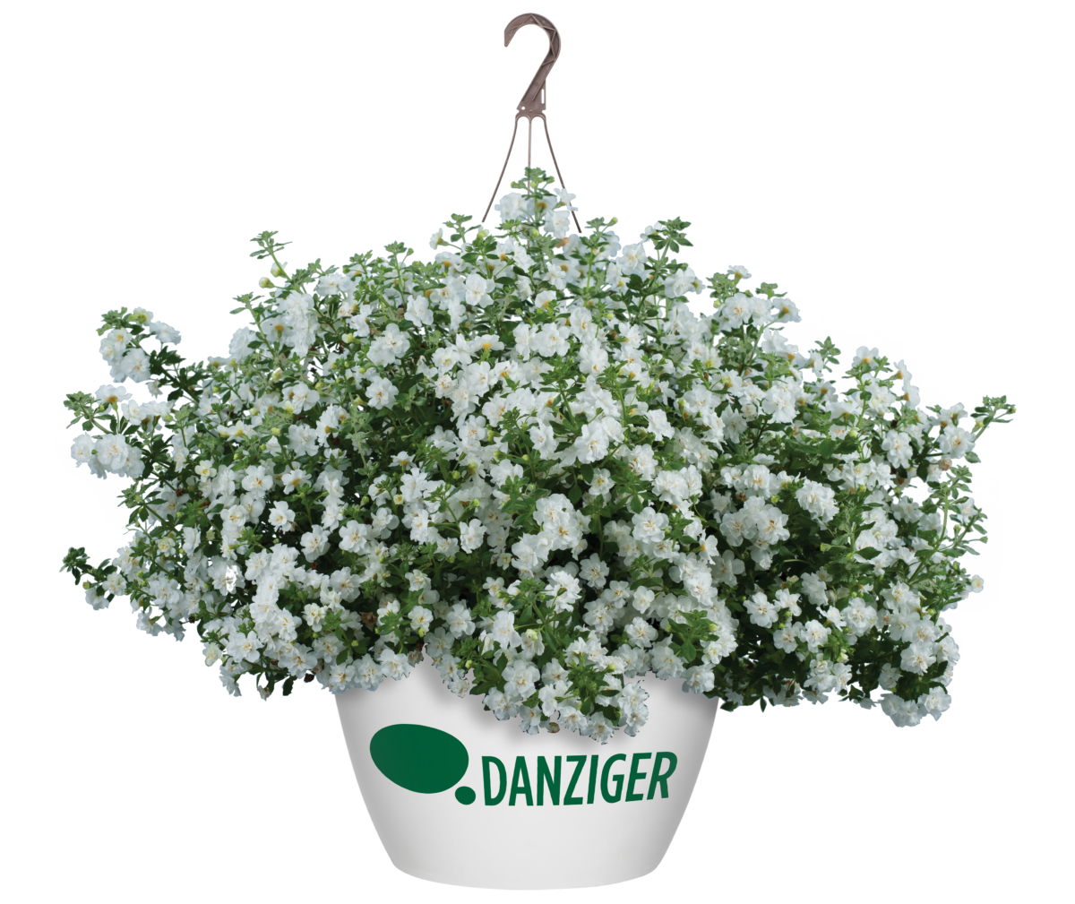Scopia® Double Snowball