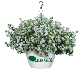 Scopia® Double Snowball